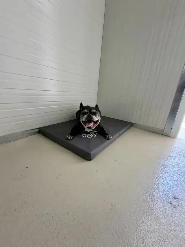 kutyahotel-boldog-kutya