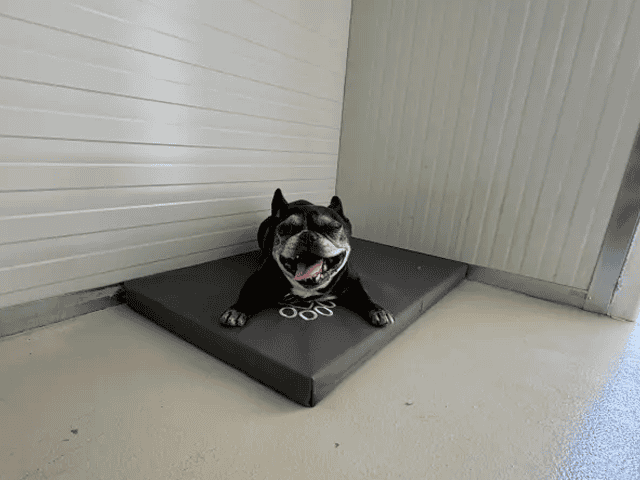 kutyahotel_kennel másolat kutyahotel_kennel másolat